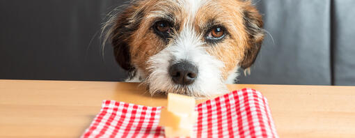 Can Dogs Eat Cheese Read Before You Feed Purina